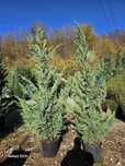 Leylandii Cupresussocyparis