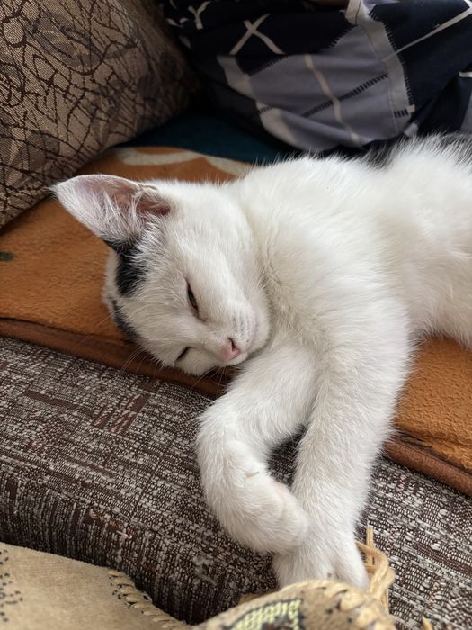 Отдам котенка бесплатно