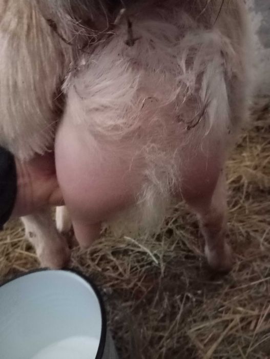 Tapișor de vânzare din tata cu pedigree și mama F3 3 l la mulsoare.