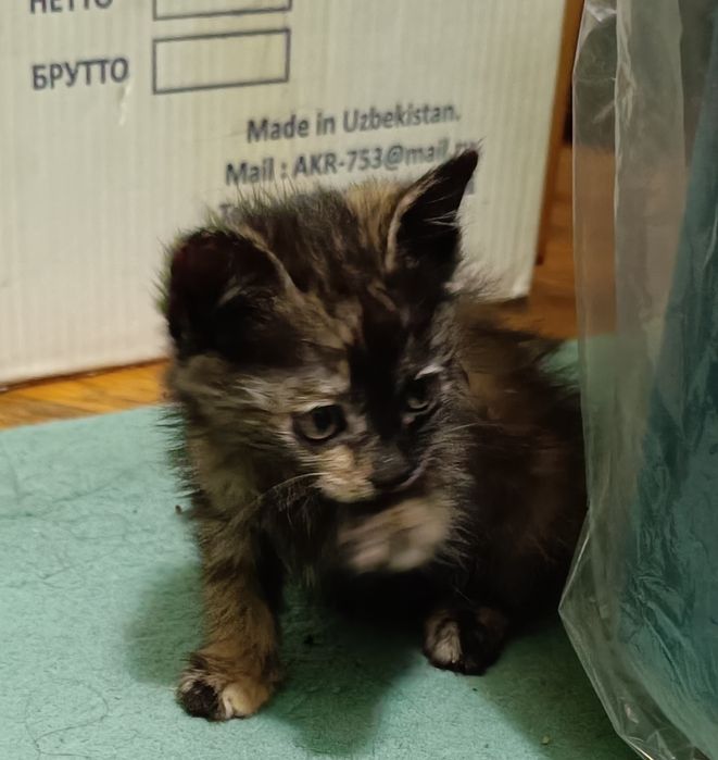 Котята в добрые руки.