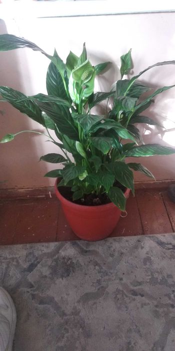 Продаю разнообразные комнатные растения .
