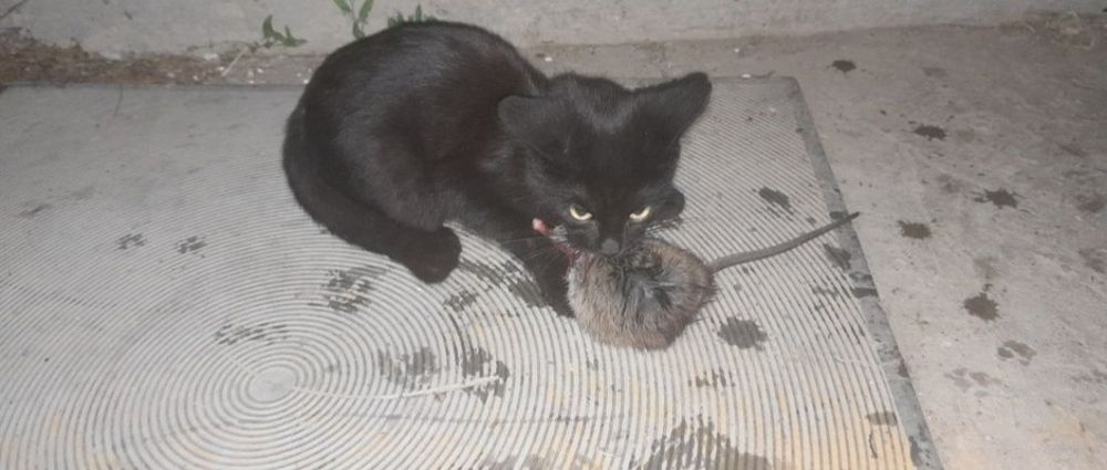 Отдам котят бесплатно