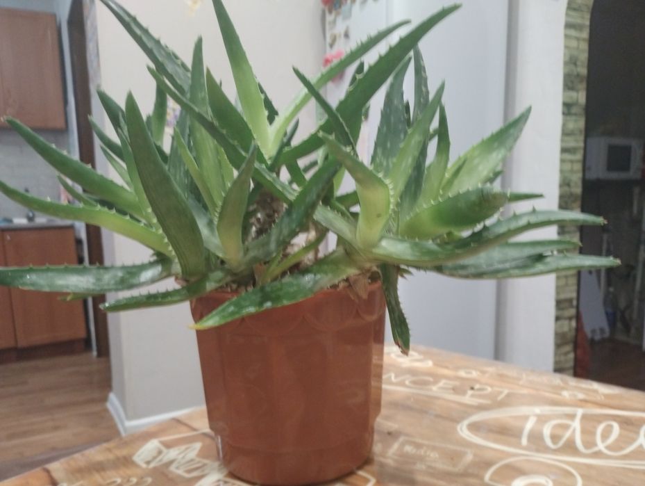 Продам цветок Алоэ Вера  лечебный с горшком   3000т