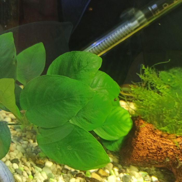 Аквариуми растения анубиас
Цена 5лв.