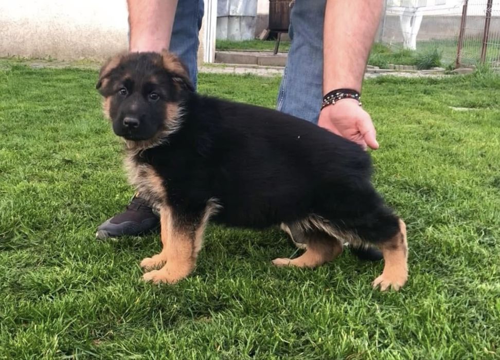 Femela ciobanesc german cu pedigree top