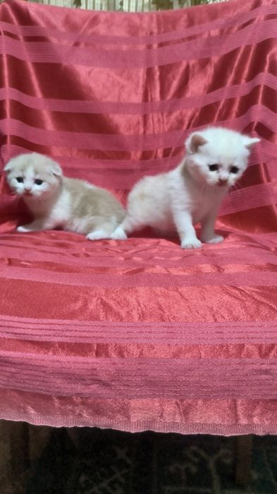 Животные кошки и котята