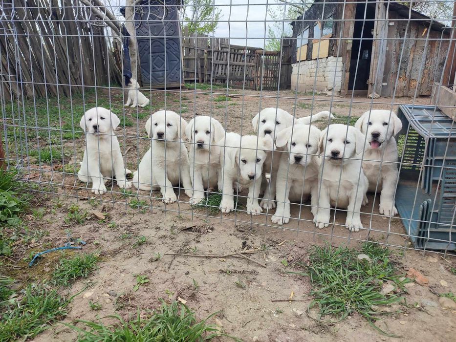 Mascul Asia centrala certificat pedigree