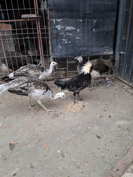 De vânzare cocoși moțata olandeza