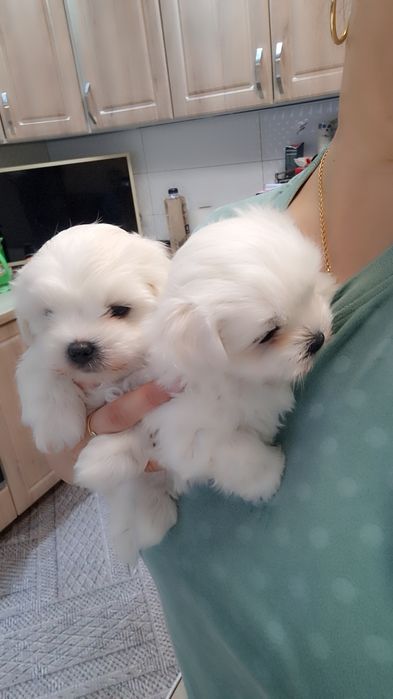 Bichon maltez talie mica
