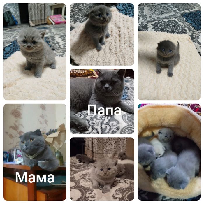 Продаются котята.