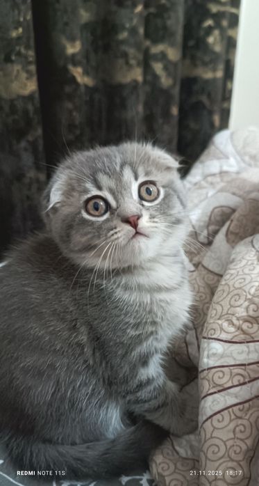 Продается котенок