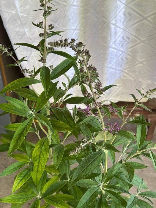 Будлейя Давида  3 л горшок кустарник садовая