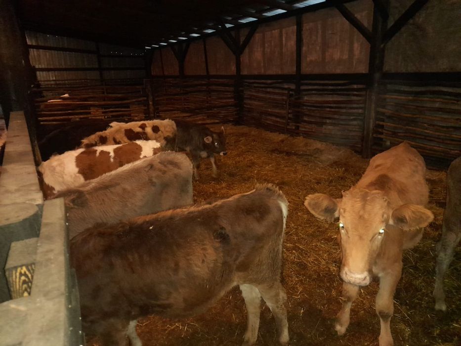 Vând viței înțărcați