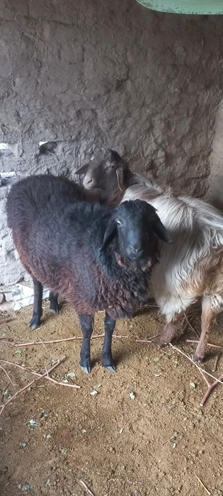 Космодо кучкорлар сотилади сифатли  сохлом телеграм хам бо