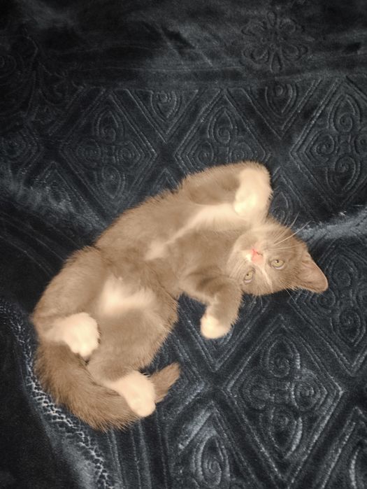 котята за шоколадку