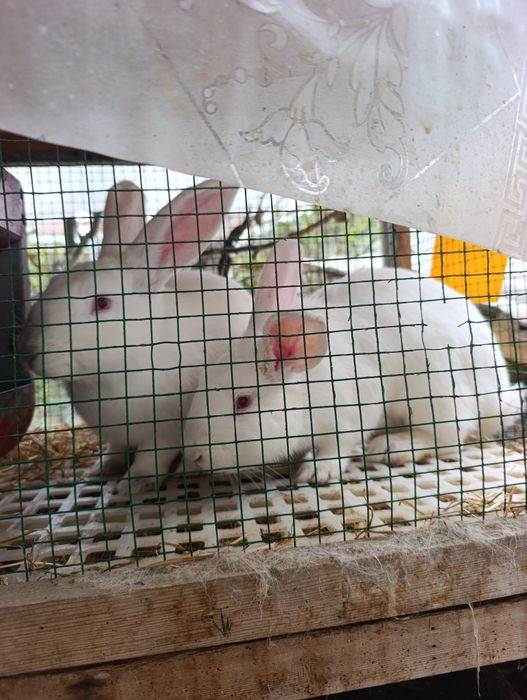 2 ta samka 2 ta sames hikol para.