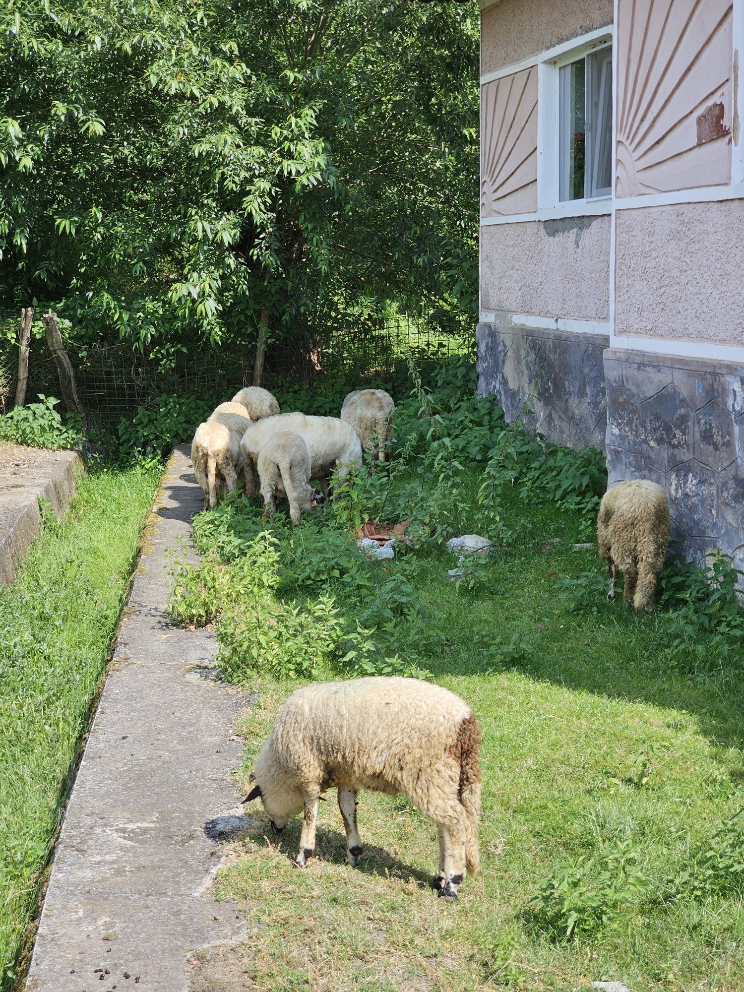 Vând miei intre 20 si 35 de kg