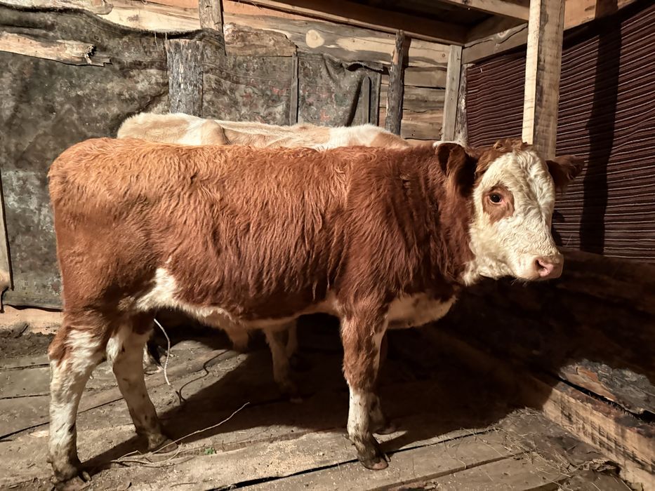 Продам бычка симментал