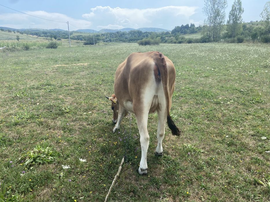 De vanzare jurinca rasa jerssi