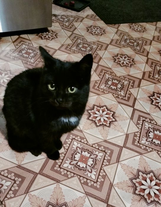 Срочно нужно пристроить кошеку