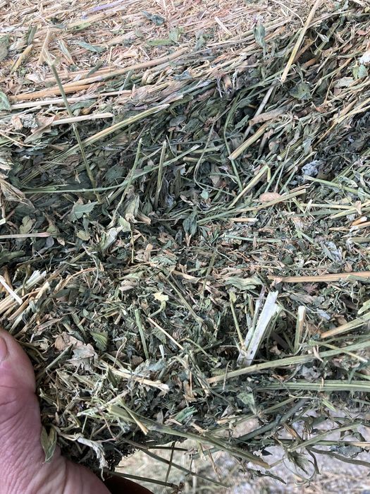 Baloti lucerna verde OFER TRANSPORT