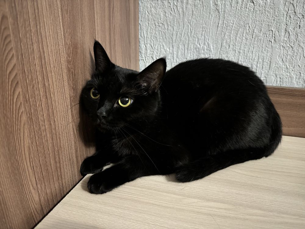 Отдаем кошку в добрые руки