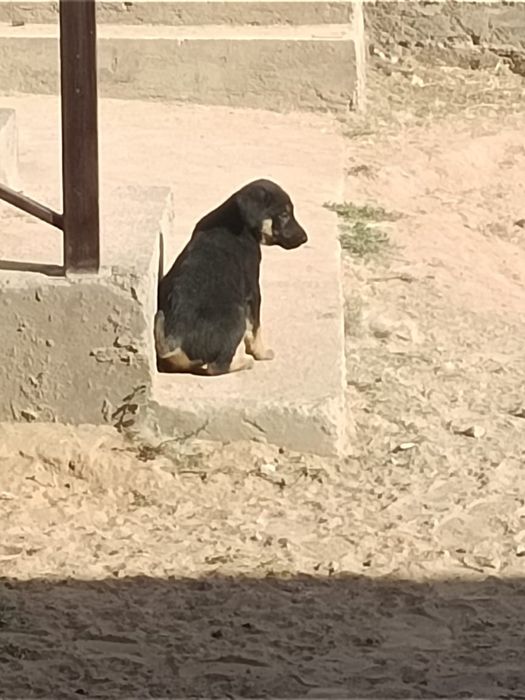 Отдам щенят в хорошие руки