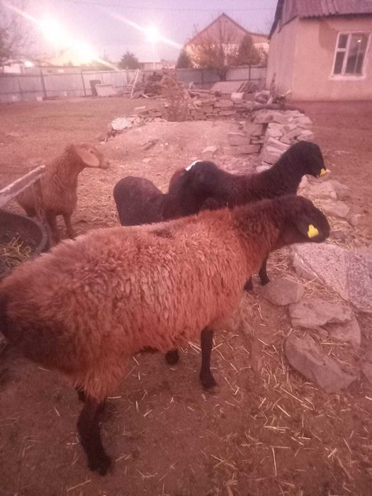 Тоқтылар мен қойлар