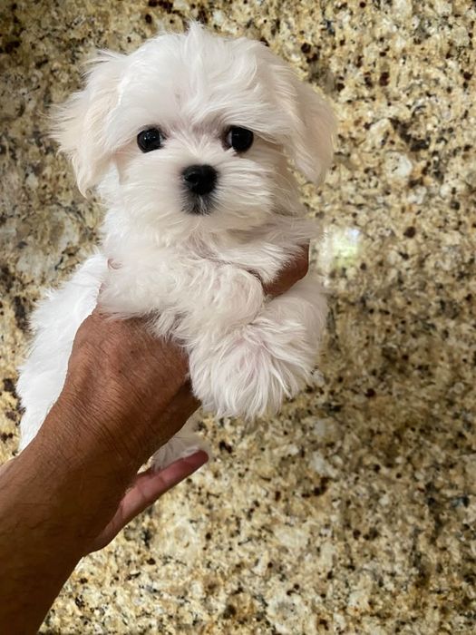 Bichon maltez mini toy