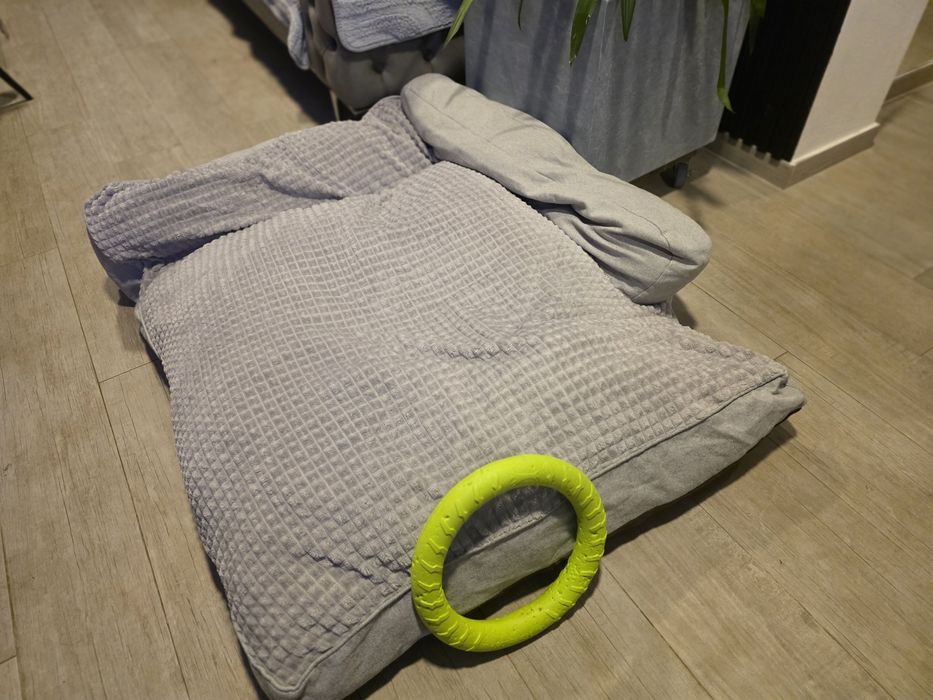 Vand patut  catel talie mare