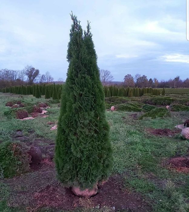 Tuia magnolia mesteacăn tei