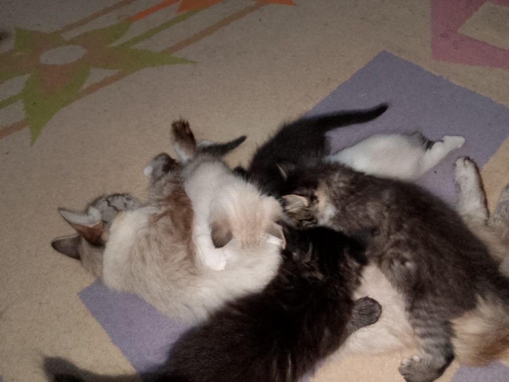 Отдам котят даром