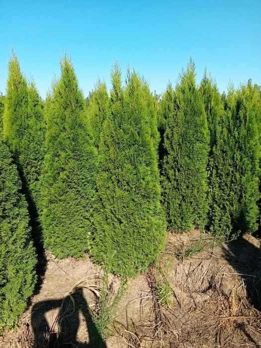 Vând tuia thuja smaragd diferite dimensiuni direct producător