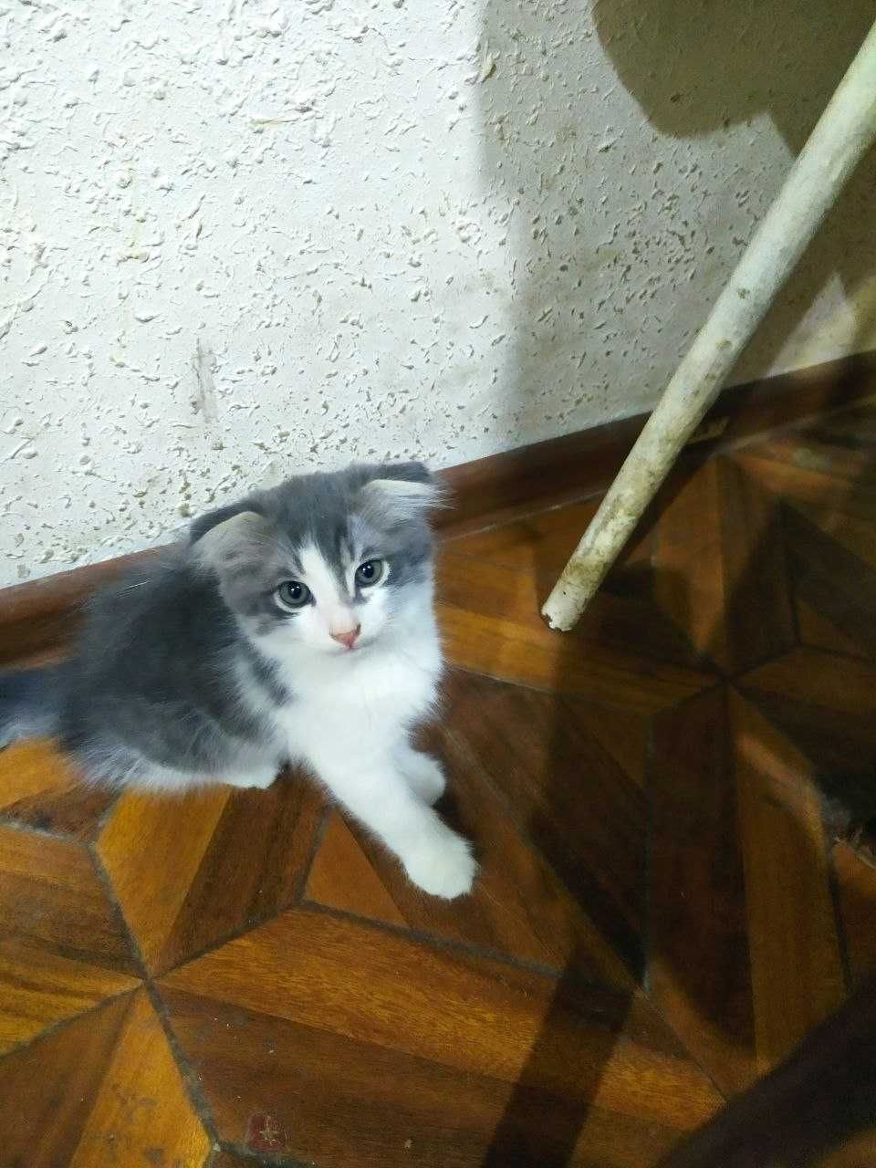 Продаются котята вислоухие