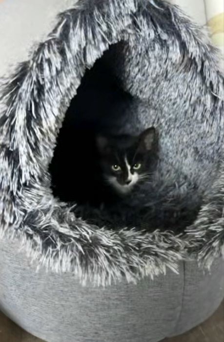 Spre adoptie doi pisicuti cuminti