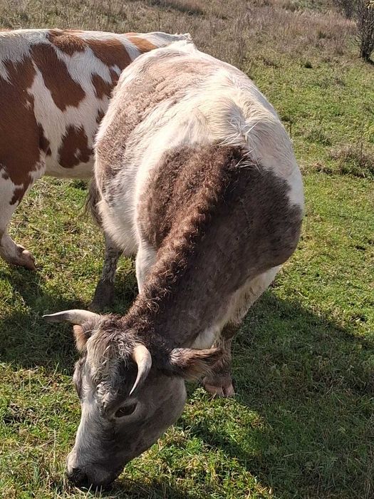 Vand doua vaci belgiene
