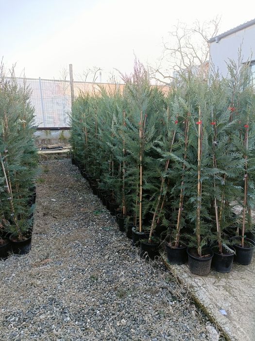 Tuia.  Chiparos  leylandii (OFERTA 160-170cm )