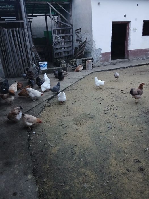 Pasari si pui de casa