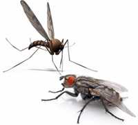 Дезинфекция от мух и комаров