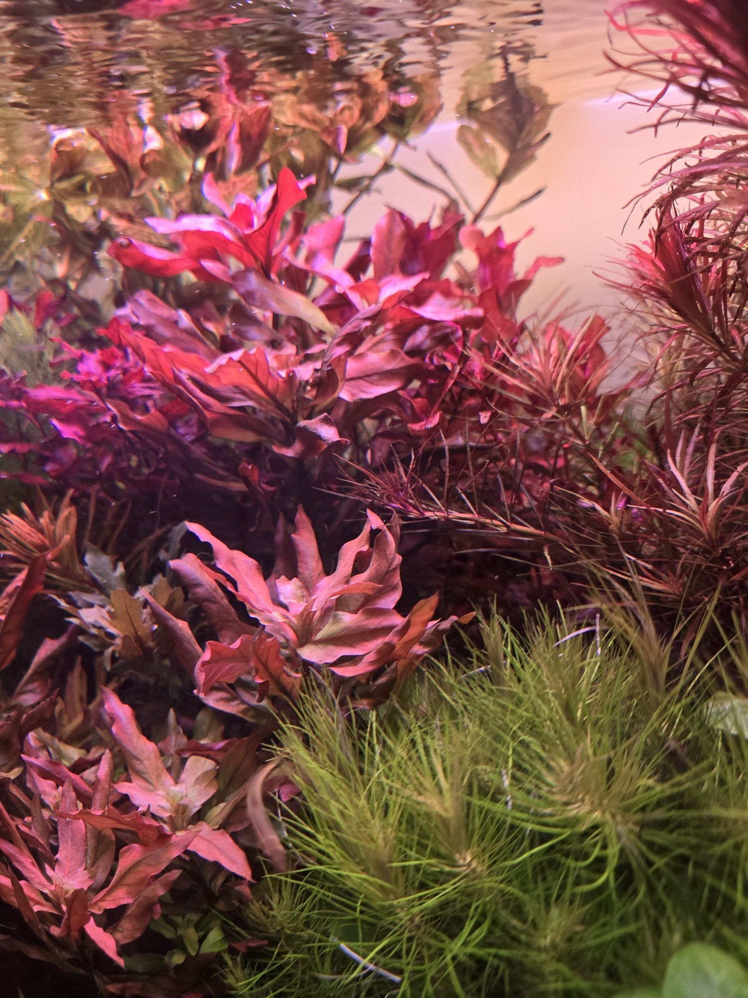 Plante acvariu easy colorate