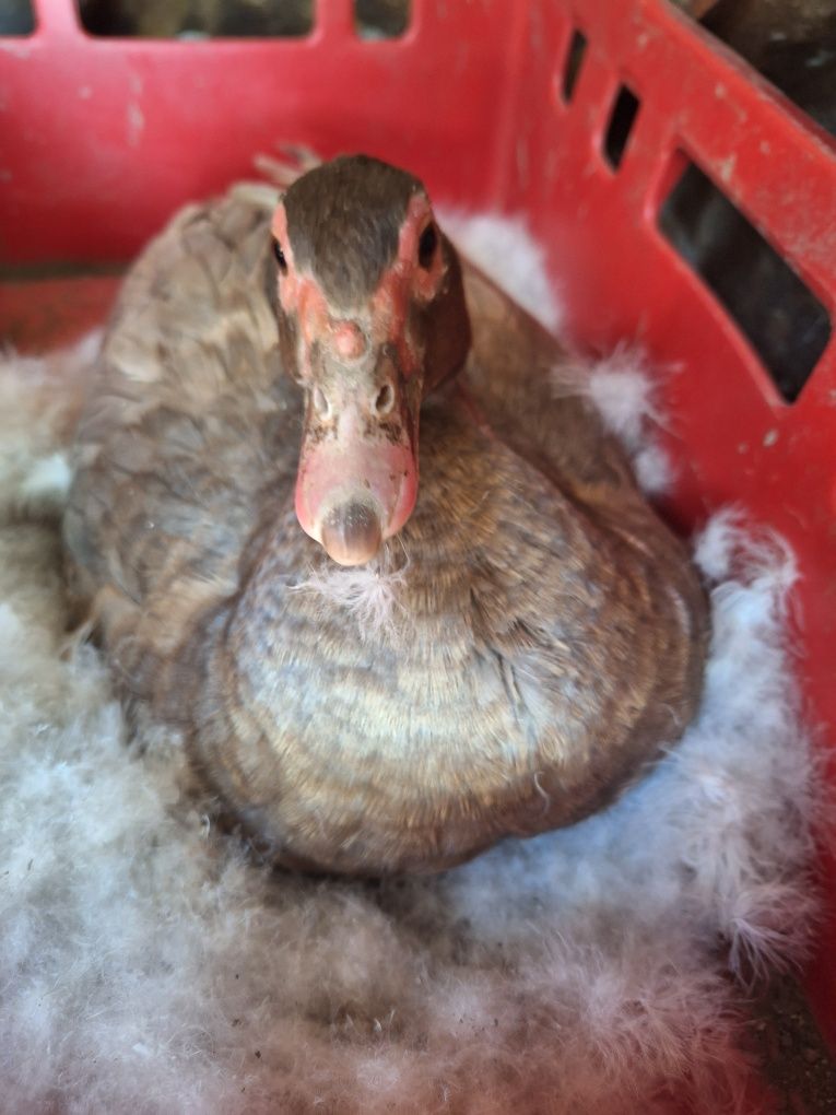 Boboci rață leșească +mama