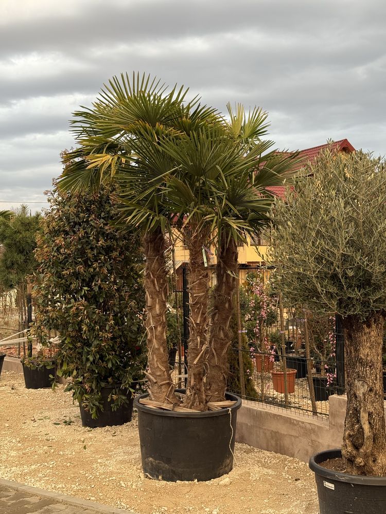 Vând plante ornamentale calitate extra
