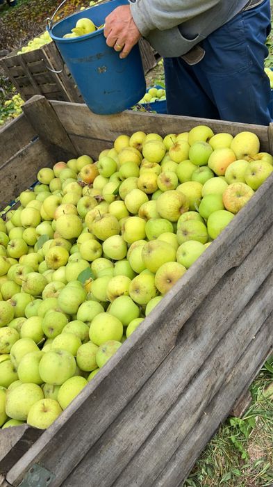 Vand mere, golden, ionatan, florina si de industrie!