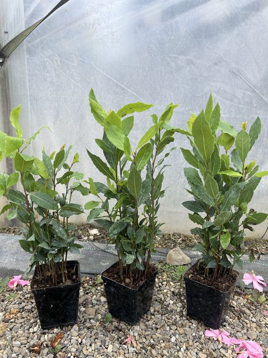 Dafin nobilis 20-40cm