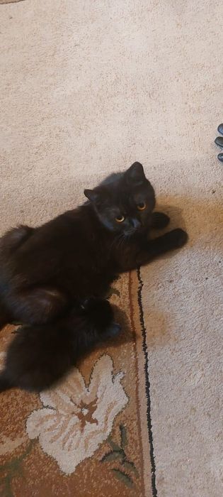 Отдам маленьких котят