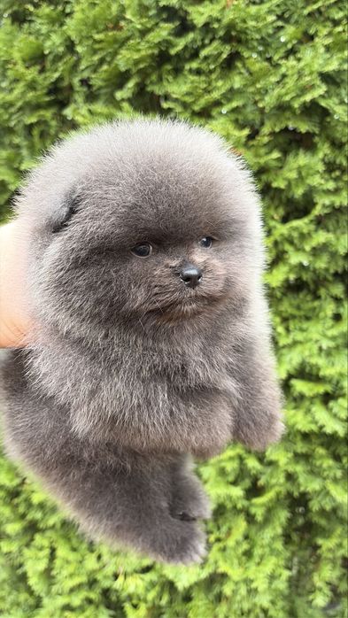 Мини помернский шпиц премиум класса!