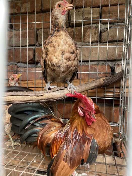 Gainuse  Pitice tineret si adulti