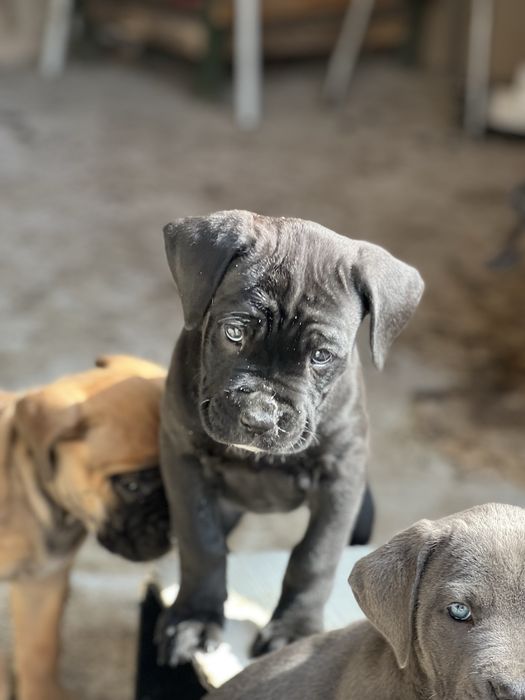 Кане Корсо/Cane Corso