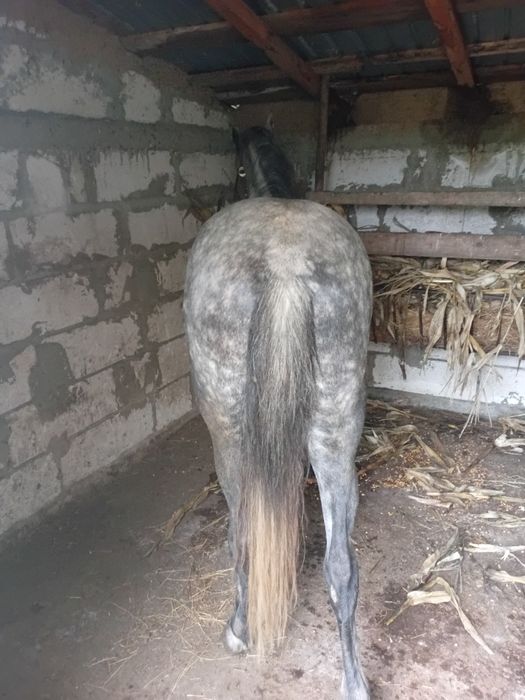 Vând cal vârstă 5 ani cuminte