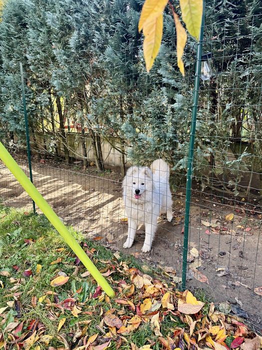 Vand catelusa Samoyed
